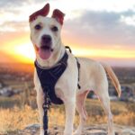 rabbitgoo Dog Harness No Pull with 2 Leash Clips, Adjustable Soft Padded, Reflec... - Image 9