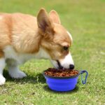 Dog Bowl Pet Collapsible Bowls, 2 Pack for Cats Dogs, Portable Pet Feeding Water... - Image 7