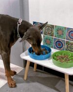 LE TAUCI Slow Feeder Dog Bowls Ceramic, 1.5 Cups Dog Food Bowl, Puppy Slow Feede... - Image 8