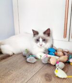 Fashion's Talk Cat Mice Toy 18-Pack Plush Catnip-Filled Mice Toys for Indoor Cat... - Image 5