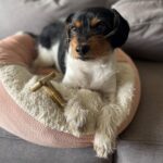 SPOT Bam-Bones Plus T Bone – Bamboo Fiber & Nylon Dog Chew Toy for Moderate to A... - Image 6