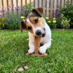 SPOT Bam-Bones Plus T Bone – Bamboo Fiber & Nylon Dog Chew Toy for Moderate to A... - Image 9