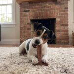 SPOT Bam-Bones Plus T Bone – Bamboo Fiber & Nylon Dog Chew Toy for Moderate to A... - Image 11