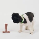 SPOT Bam-Bones Plus T Bone – Bamboo Fiber & Nylon Dog Chew Toy for Moderate to A... - Image 13