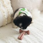 SPOT Bam-Bones Plus T Bone – Bamboo Fiber & Nylon Dog Chew Toy for Moderate to A... - Image 14