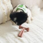 SPOT Bam-Bones Plus T Bone – Bamboo Fiber & Nylon Dog Chew Toy for Moderate to A... - Image 15