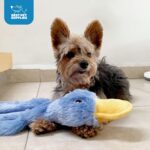 Best Pet Supplies Interactive Squeaky Dog Chew Toy, Ideal Dog Toys for Chewers, ... - Image 6