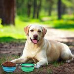 SLSON Collapsible Bowl with Cover Lids,2 Pack Dog Travel Bowls Portable Foldable... - Image 7