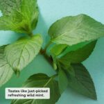eos 100% Natural & Organic Lip Balm - Sweet Mint, All-Day Moisture, Dermatologis... - Image 3