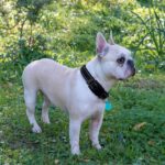 Ladoogo Reflective Dog Collar Padded with Soft Neoprene Breathable Adjustable Ny... - Image 6