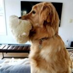 Snuggle Puppy Heartbeat Dog Toy for Puppies, Real-Feel Heartbeat, Calming Sleep ... - Image 3