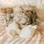 Snuggle Puppy Heartbeat Dog Toy for Puppies, Real-Feel Heartbeat, Calming Sleep ... - Image 7