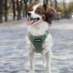 Best Pet Supplies Voyager Step-in Air Harness - All Weather Mesh, Reflective, No... - Image 8