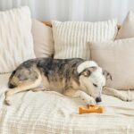 SPOT Bam-Bones Plus T Bone - Bamboo Fiber & Nylon, Durable Long Lasting Dog Chew... - Image 13