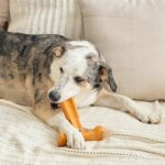 SPOT Bam-Bones Plus T Bone - Bamboo Fiber & Nylon, Durable Long Lasting Dog Chew... - Image 14