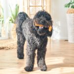 SPOT Bam-Bones Plus T Bone - Bamboo Fiber & Nylon, Durable Long Lasting Dog Chew... - Image 15