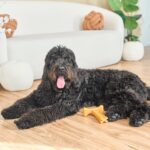 SPOT Bam-Bones Plus T Bone - Bamboo Fiber & Nylon, Durable Long Lasting Dog Chew... - Image 16