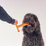 SPOT Bam-Bones Plus T Bone - Bamboo Fiber & Nylon, Durable Long Lasting Dog Chew... - Image 17