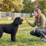 SPOT Bam-Bones Plus T Bone - Bamboo Fiber & Nylon, Durable Long Lasting Dog Chew... - Image 19
