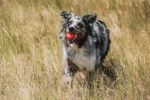 Chuckit! Ultra Ball Dog Toy - Medium Bouncy Fetch Balls For Dogs 20-60 lbs - Mad... - Image 3