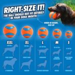 Chuckit! Ultra Ball Dog Toy - Medium Bouncy Fetch Balls For Dogs 20-60 lbs - Mad... - Image 6