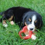 SmartPetLove Original Snuggle Puppy Essentials Starter Kit - Heartbeat Puppy for... - Image 9