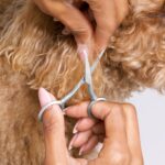 Tweezerman Pet Grooming Scissors, Stainless Steel Rounded Tip Trimming Shears fo... - Image 6