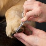 Tweezerman Pet Grooming Scissors, Stainless Steel Rounded Tip Trimming Shears fo... - Image 7