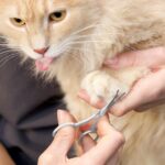 Tweezerman Pet Grooming Scissors, Stainless Steel Rounded Tip Trimming Shears fo... - Image 8