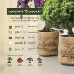 Planter's Choice Bonsai Tree Kit for Beginners & Plant Lovers - Grow Your Own Bo... - Image 4