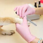 Candure Dog Nail Clippers and Trimmer with Safety Guard to Avoid Over-Cutting To... - Image 8