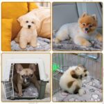 Tuanse 4 Pack Ultra Soft Dog Cat Bed Mat Small Animal Guinea Pig Bed with Cute P... - Image 6