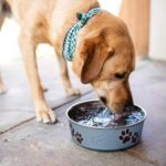 Loving Pets Bella Dog Bowls- Stainless Steel Dog & Cat Bowls - Spill Proof Dog F... - Image 6