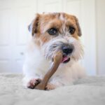 Nylabone Strong Chew Femur Bone Dog Toy Made with Real Bison & Venison, Durable ... - Image 6