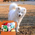 LEGEND SANDY Squeaky Plush Dog Toy Pack for Puppy, Small Stuffed Puppy Chew Toys... - Image 7