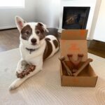 Nylabone Strong Chew Dog Toy 4-Pack Made with Real Bacon, Bison, Venison, Beef, ... - Image 8