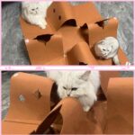 Interactive Cat Tunnel Mat for Indoor Cats, 4-Way Felt Cat Cave with Hanging Bal... - Image 11