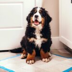 Four Paws Wee-Wee Superior Performance Unscented Pee Pads for Dogs & Puppies, Qu... - Image 9