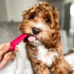 Nylabone Original Bone Power Chew Toys for Dogs, Durable & Tough Dog Toys for Ag... - Image 7