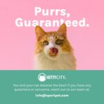 Kitty City Elevated Cat Bowls (Set of 2), Whisker-Friendly Raised Cat Food & Wat... - Image 8