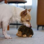 Outward Hound Hedgehogz Stuffed Dog Toy – Soft Plush Hedgehog, Squeaks, 6" x 4" ... - Image 6