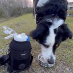 GiNT 37oz Insulated Stainless Steel Dog & Human Water Bottle, All-in-1 Travel Di... - Image 9