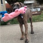 SmartPetLove Snuggle Puppy Tender Tuffs - Water Bottle Cruncher with Puncture Re... - Image 3