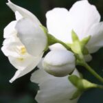 Paul Sebastian Design Perfume for Women, Day & Night Soft Floral Fragrance Spray... - Image 6