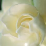 Paul Sebastian Design Perfume for Women, Day & Night Soft Floral Fragrance Spray... - Image 8