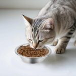ZUFECY 4-Pack Stainless Steel Cat Bowls, 5.5'' Non-Tip Pet Food Dishes, Easy Cle... - Image 9