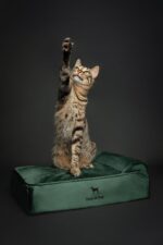 NOAH & PAW Small Dog Bed, 20x15x6.5 Inch, Cat Bed for Indoor Cats, Orthopedic Eg... - Image 3