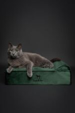 NOAH & PAW Small Dog Bed, 20x15x6.5 Inch, Cat Bed for Indoor Cats, Orthopedic Eg... - Image 4