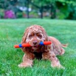 Chuckit! Interactive Dog Toy Ultra Fetch Stick - 12 Inch Outdoor Dog Toy for All... - Image 3