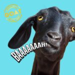 The Screaming Goat Desk Toy - White Elephant Gifts - Funny Gag Gift Ideas for Co... - Image 8
